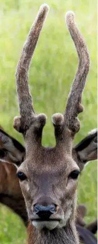  ??  ?? The velvety surface of a young stag’s antlers. Highly vascular, this furry skin supplies the growing bone with oxygen and necessary nutrients.