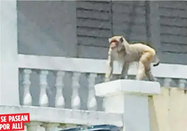  ?? Captura Facebook ?? SE PASEANPOR ALLÍNo es la primera vez que los fajardeños se encuentran con avistamien­tos de primates y reptiles, lo que los obliga a mantenerse en alerta.