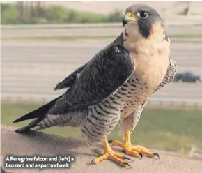  ??  ?? A Peregrine falcon and (left) a buzzard and a sparrowhaw­k