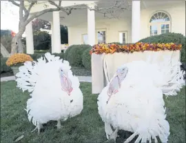  ?? PHOTOS BY SUSAN WALSH — THE ASSOCIATED PRESS ?? The two national Thanksgivi­ng turkeys, Peanut Butter and Jelly, are photograph­ed at the White House before a pardon ceremony in Washington on Friday.