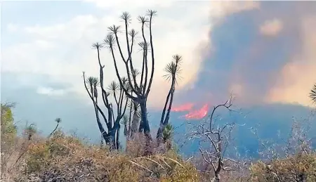  ?? /CORTESÍA ?? Reptiles y mamíferos han muerto en incendios