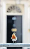  ??  ?? A robin is spotted perching outside No 10 in an empty Downing Street