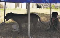  ??  ?? Lo derribaron. El hombre fue atacado y derribado por los tres animales que le causaron heridas en brazos y piernas.