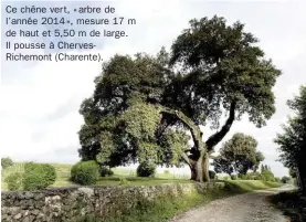  ??  ?? Ce chêne ver t, « arbre de l’année 2014 », mesure 17 m de haut et 5,50 m de large. Il pousse à Cher vesRichemo­nt (Charente).