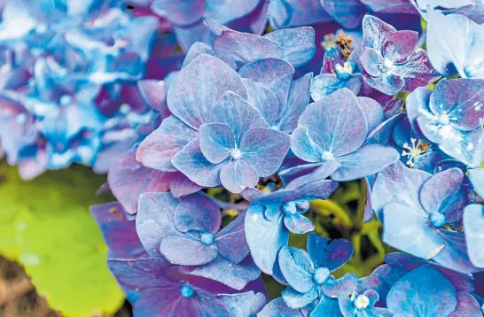 Plantas y flores. Las más coloridas y elegantes para el otoño - PressReader