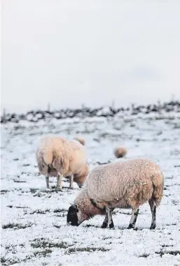  ?? Picture: Darrell Benns. ?? The so-called beast from the east took its toll on Scotland’s livestock.