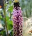  ??  ?? Eucomis Dramatic spikes of starry flowers; sun and well-drained soil. H75cm (2½ft) S25cm (10in)