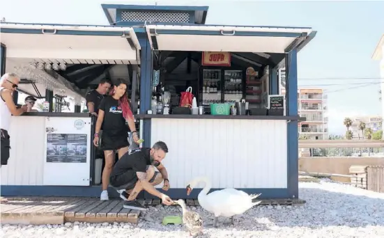  ?? Foto: Jan Goller ?? Paco und Pato fressen dem Chiringuit­o-Personal mittlerwei­le aus der Hand – aber nicht jedes Futter ist gut für sie.