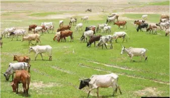  ??  ?? Cows grazing on Ranch