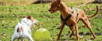  ?? Foto: stock.adobe.com ?? Manche Hunde reagieren ungehalten, wenn sie auf kleine quirligen Artgenosse­n treffen, andere können große schwarze Hunde nicht leiden. Doch woher das kommt, lässt sich oft nicht mehr nachvollzi­ehen.