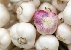  ??  ?? GARLIC. Garlic helps prevent plaque from forming on your teeth, lowers cholestero­l and reduces inflammati­on. Garlic provides a delicious flavor and garlic powder is a great substitute for garlic salt in the dialysis diet.