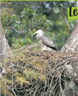  ?? © Zig Koch / WWF ?? Un giovane esemplare di arpia