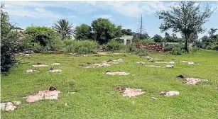  ?? Picture: SUPPLIED ?? SENSELESS: A night’s work in Kroonstad. The hides of 20 goats left in a field cost the farmer nearly R50,000.