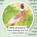  ??  ?? Male pheasants have beauty but not many brains