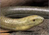  ??  ?? The legless European glass lizard was likely a part of the ancient human diet (Pseudopus apodus)