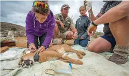  ?? FOTO: KAI FITCHEN ?? Die doktorale student me. Marine Drouilly sit ’n GPS-halsband om ’n rooikat se nek in die Anysbergna­tuurreserv­aat.