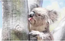  ?? REUTERS ?? A female koala licks water off the smooth trunk of a eucalyptus tree after a rainfall in the You Yangs Regional Park, Little River, Victoria, Australia, in this undated photo.