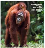  ??  ?? Orangutans are losing their habitat