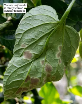  ?? ?? Tomato leaf mould is rarely seen on outdoor tomatoes