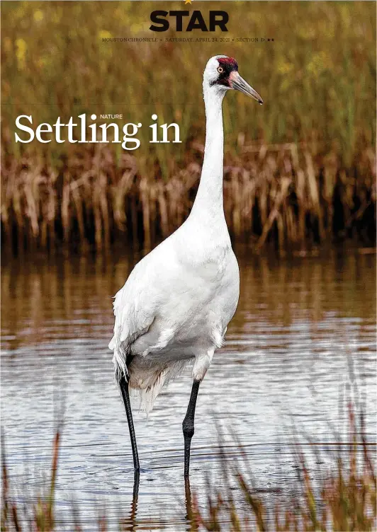  ?? Kathy Adams Clark / Contributo­r ?? Whooping cranes are the tallest birds in North America. Their recovery depends on building flock numbers in different locations.