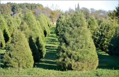  ?? SUBMITTED PHOTO ?? Wonderland Christmas Tree Farm has many different species of evergreens to please the preference­s of all.