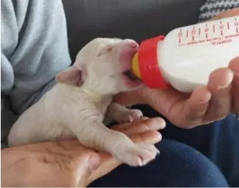  ?? RR
FOTO ?? De piepjonge pup van Sofie Schouterde­n krijgt om het anderhalf uur een papfles. Zijn mama is overleden.