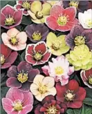  ?? WHITE FLOWER FARM ?? One way to enhance your winter garden is to plant more “treasures of the season,” such as colorful hellebores.