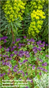  ?? ?? Euphorbia characias ‘John
Tomlinson’ et Geranium pyrenaicum‘Bill Wallis’.