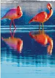  ?? Foto: P. Samer ?? Aus Zoos entflogene Flamingos weilen an Seen im Alpenraum.