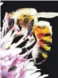  ?? FOTO: GERTEN/DPA ?? Wertschöpf­ung durch Insekten: Bienen spielen dabei eine große Rolle.
