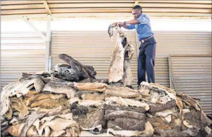  ?? Photo Delwyn Verasamy ?? Hide away: Thousands of donkey skins have been found on a plot in Benoni in Gauteng. It is believed they are being exported, slaughtere­d illegally and exported to China by a syndicate.
