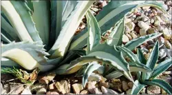  ??  ?? These offsets of a young Agave are supported by umbilical roots to the mother plant for early life nutrition. (Maureen Gilmer/TNS)