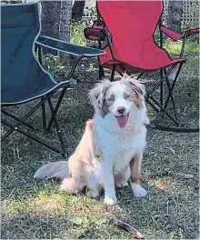  ?? SHAWN MCFADDEN THE CANADIAN PRESS ?? An Australian shepherd named Nike was one of three dogs who died shortly after playing in the Saint John River.