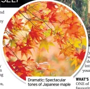  ??  ?? Dramatic: Spectacula­r tones of Japanese maple