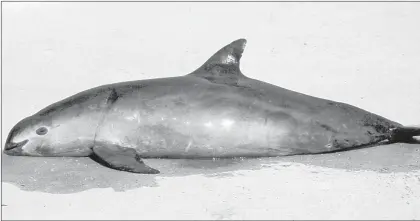  ??  ?? Esta imagen, difundida en febrero de 1992 por el Fondo Mundial para la Naturaleza, muestra a una vaquita marina que posiblemen­te murió al ser atrapada en una red para totoaba en el golfo de Santa Clara, en Sonora. Foto Afp