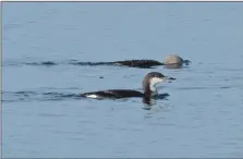  ?? Photograph: Nick Giles ?? Black-throated diver.