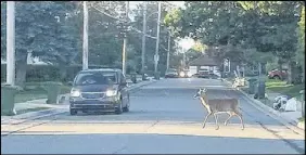  ?? FILE PHOTO ?? Motorists have to keep their wits about them, since there is no telling when a deer might decide to take a stroll on a town street.