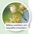  ??  ?? Willow warblers are beautiful choristers