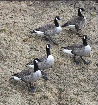  ??  ?? RIGHT: Canada geese keep a watchful eye on ice fishermen on Barney’s Pond in Lincoln on Thursday.