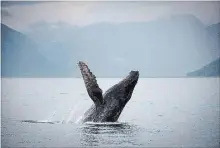  ?? JONATHAN HAYWARD THE CANADIAN PRESS ?? Scientists say citizen photos and social media posts documentin­g Newfoundla­nd and Labrador's iconic marine species have become a valuable, expansive resource for scientific research in the province.