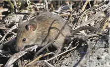  ??  ?? The teeming house mouse population on the Farallon Islands is so dense that the ground appears to move in some spots.