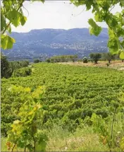  ?? (Photo Margaux Magnan) ?? Deux millésimes 2019 des vins de Bellet ont décroché une médaille à l’occasion du concours internatio­nal des vins biologique­s et en conversion.