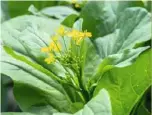  ??  ?? A The appearance of a long stalk and flowers is a sign your pak choi has started to bolt, often as a reaction to stress, turning its energy away from producing leaves and towards flowers and seed instead. Try sowing pak choi and other leafy Oriental greens after midsummer, keeping the soil evenly moist and choosing a slow-to-bolt cultivar.