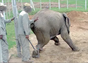  ?? PICTURE: SUPPLIED ?? REJECTED: Staff at the Knysna Elephant Park claim that the National Society for the Prevention of Cruelty to Animals (NSPCA) plagiarise­d most of a report on the welfare of captive elephants in South Africa. The claim comes after the NSPCA accused the...
