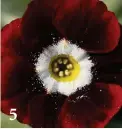  ??  ?? 5