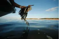  ?? Associated Press ?? ■ Plaquemine­s Parish Coastal Zone Director P.J. Hahn rescues a heavily oiled bird June 26, 2010, from the waters of Barataria Bay, La.