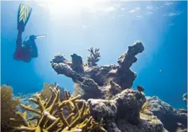  ?? SOUTH FLORIDA SUN SENTINEL FILE ?? Staghorn coral, seen off Fort Lauderdale, has recently experience­d a phenomenon called “coral bleaching.” It is not a good sign for corals and isn’t an isolated event.