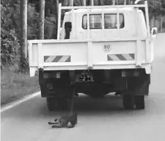  ??  ?? The poor dog being dragged 10 kilometres behind a lorry by the owner who was unaware of the incident.