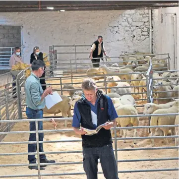  ??  ?? POPULAR FORMAT: Buyers selecting rams at the Incheoch on-farm livestock auction.