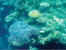 ?? — AFP file photo ?? The current condition of the coral on Australia’s Great Barrier Reef as it continues to suffer from ‘widespread’ bleaching.